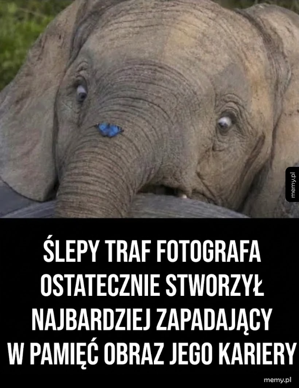 Słoniątko z niebieską naklejką na głowie.