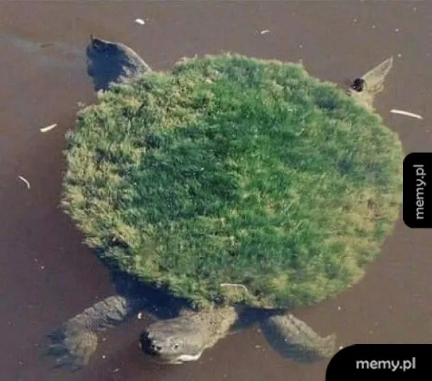 Żółw z zielonym mchem na skorupie, pływający w wodzie.