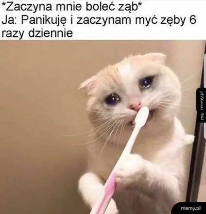 Śmieszny kot