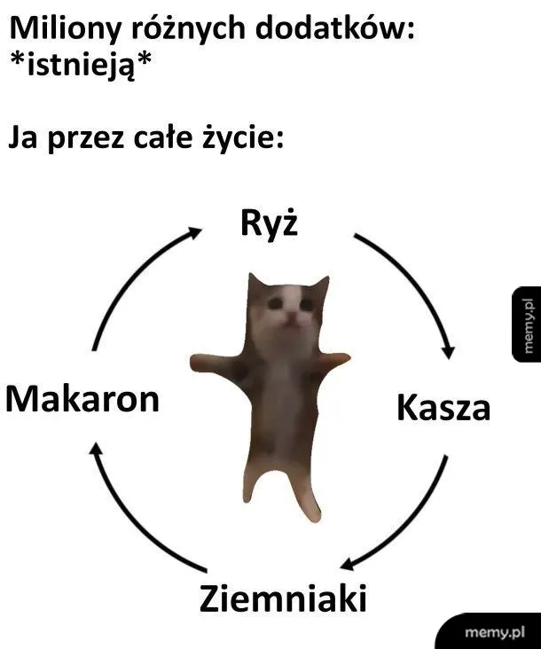 Kot w pozycji krzyża z napisami o dodatkach do jedzenia.
