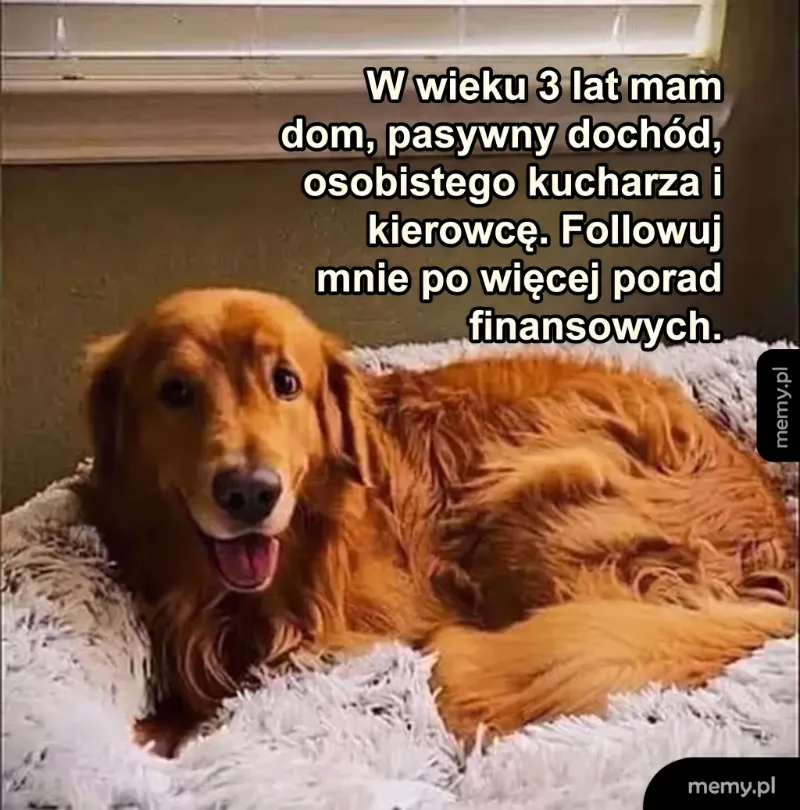 Ten uczuć, gdy 3-letni Golden Retriever odniósł większy sukces finansowy niż Ty... 😂💰🐶