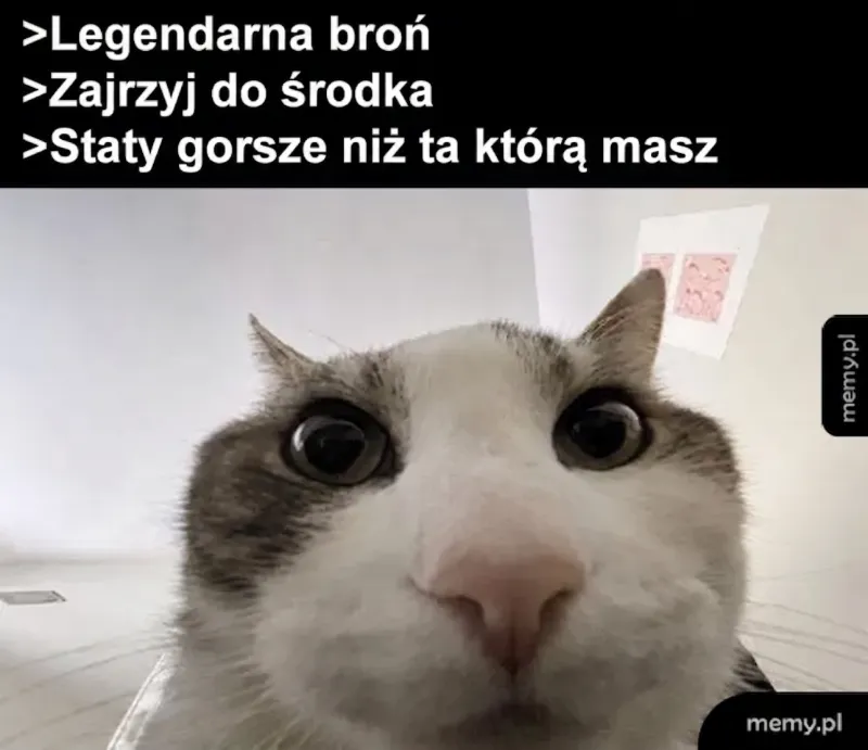 Kot z bliska, patrzący w kamerę.
