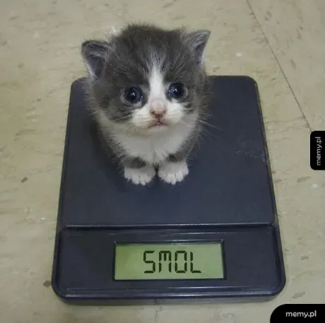 Kotek na wadze, wskazujący 1 kg.