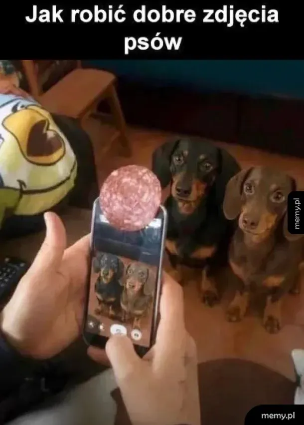 Sposób na zdjęcie psów z salami przyklejonym do telefonu