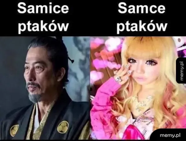 Dymorfizm płciowy🐦🐥