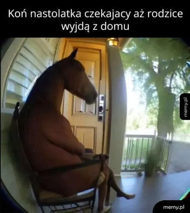 Koń