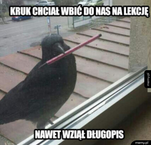 Przygotowany kruk