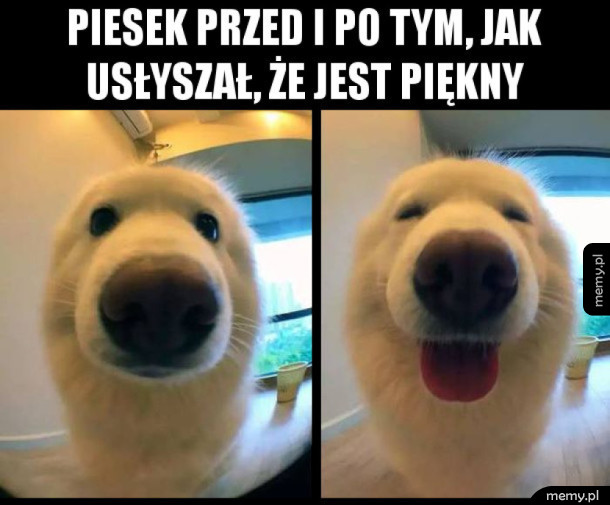 Piesek, który nie wiedział, że jest piękny