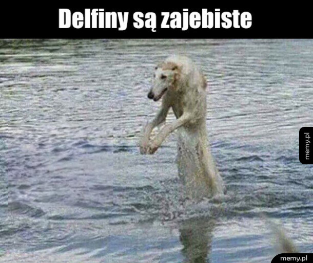 Bez dwóch zdań