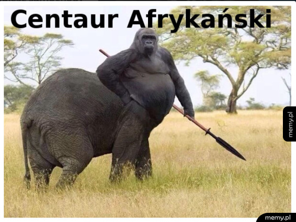Majestatyczne zwierze