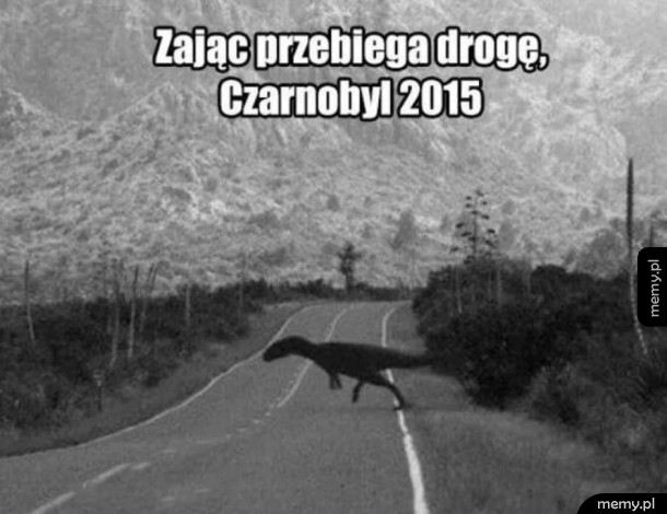 Zając