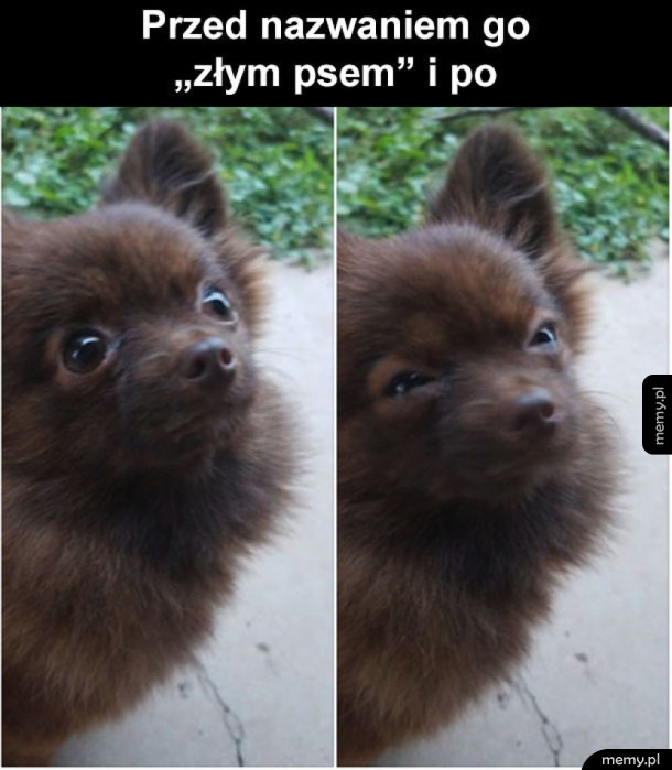 Zły piesek
