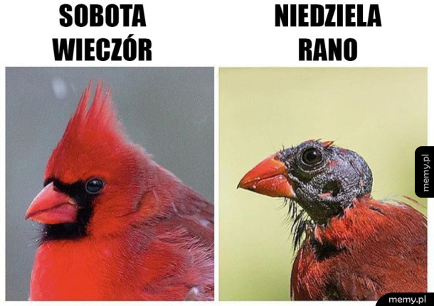 Ostry sobotni melanż