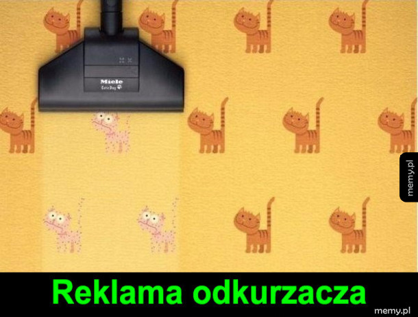 Kotki