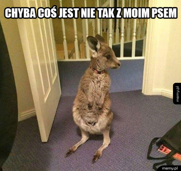 Coś jest nie tak z moim psem