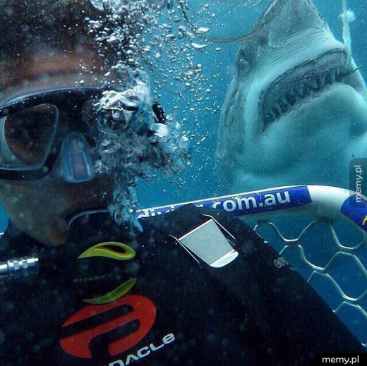     Selfie z rekinem