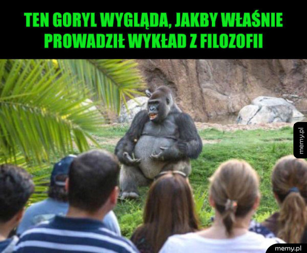 Zabawny goryl