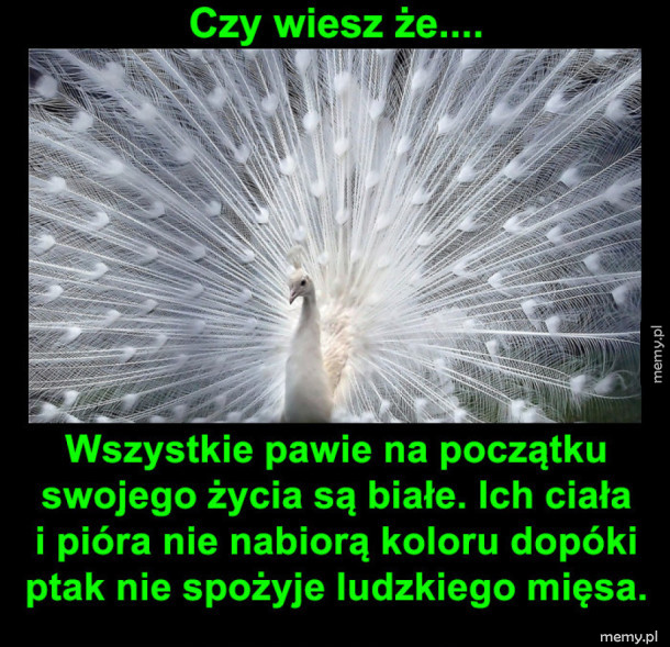 Potwierdzone info