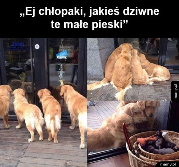 Dziwne pieski