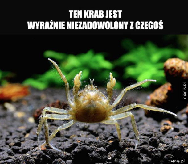 Niezadowolony krab