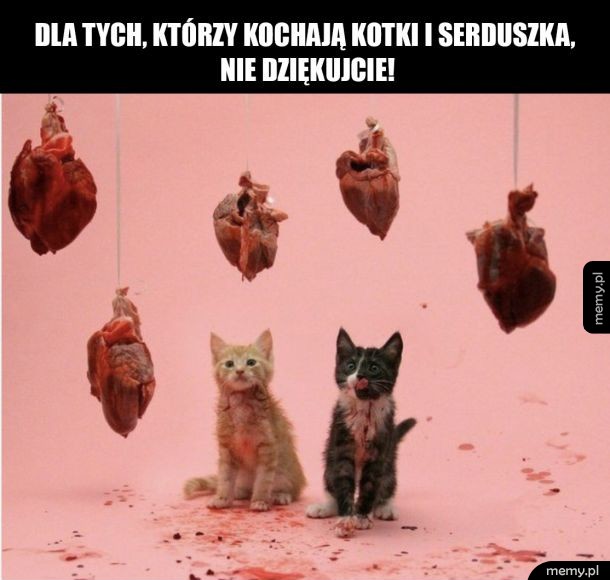 Kotki i serduszka