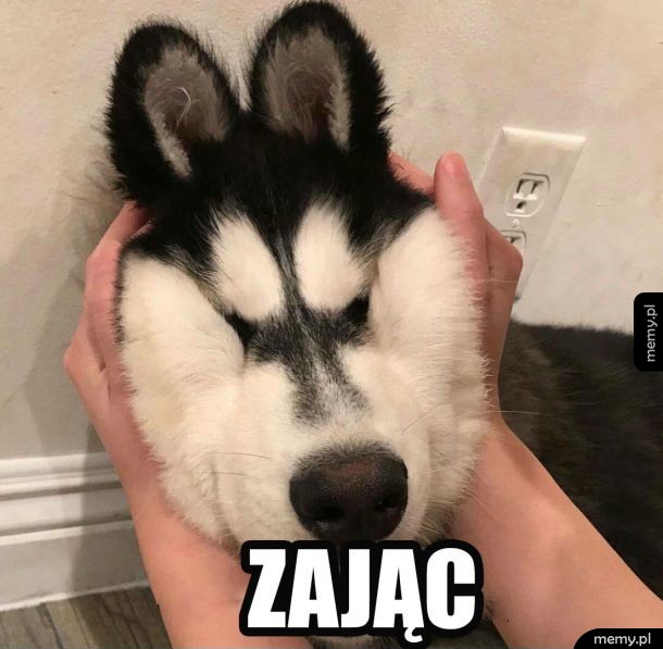 Zabawny husky