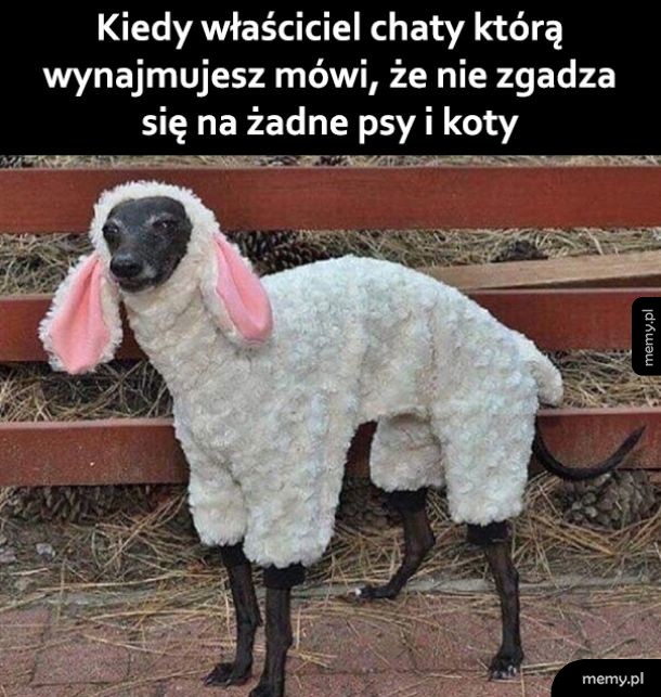 To nie pies ani kot