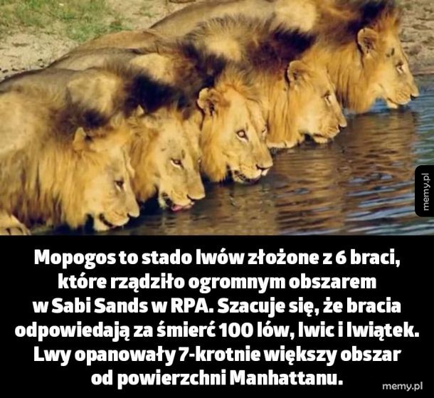 Stado lwów