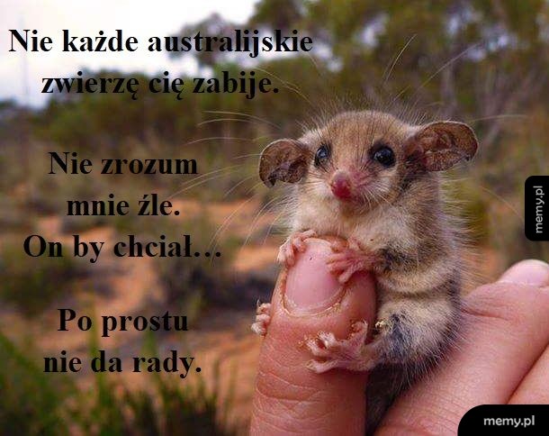 Australijskie zwierzęta