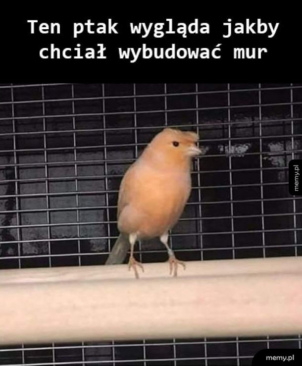 Znajomo wygląda