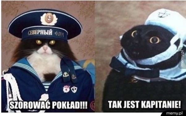 Kapitan koteł