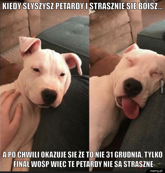 KIEDY SŁYSZYSZ PETARDY I STRASZNIE SIE BOISZ... A PO CHWILI OKAZUJE SIE ŻE TO NIE 31 GRUDNIA, TYLKO FINAŁ WOŚP WIĘC TE PETARDY NIE SĄ STRASZNE