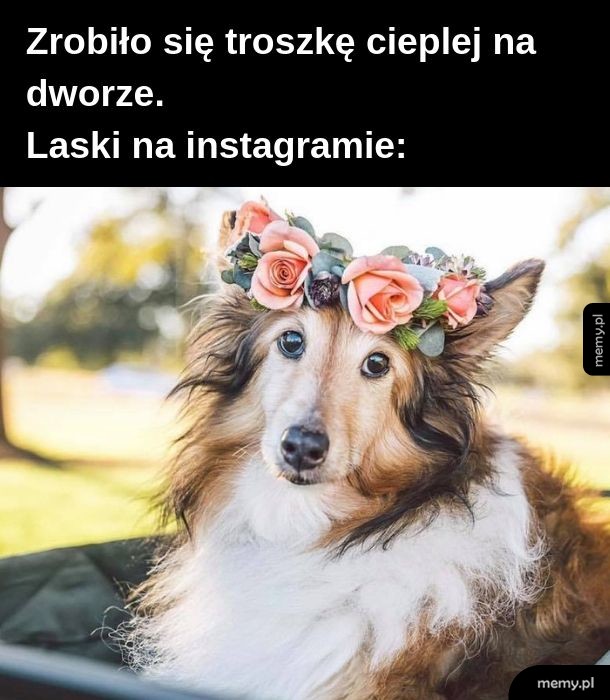 Festywalowe lachony