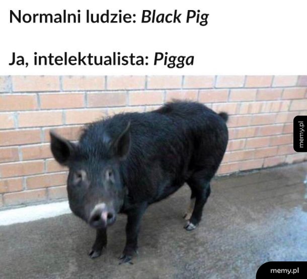Intelektualista
