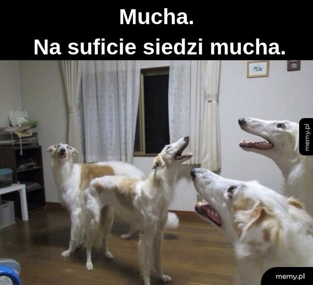 Mucha