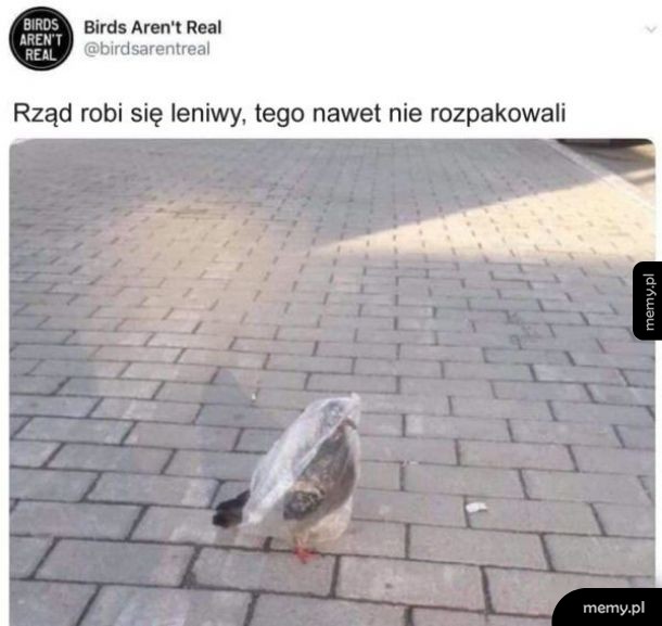 Totalne lenistwo
