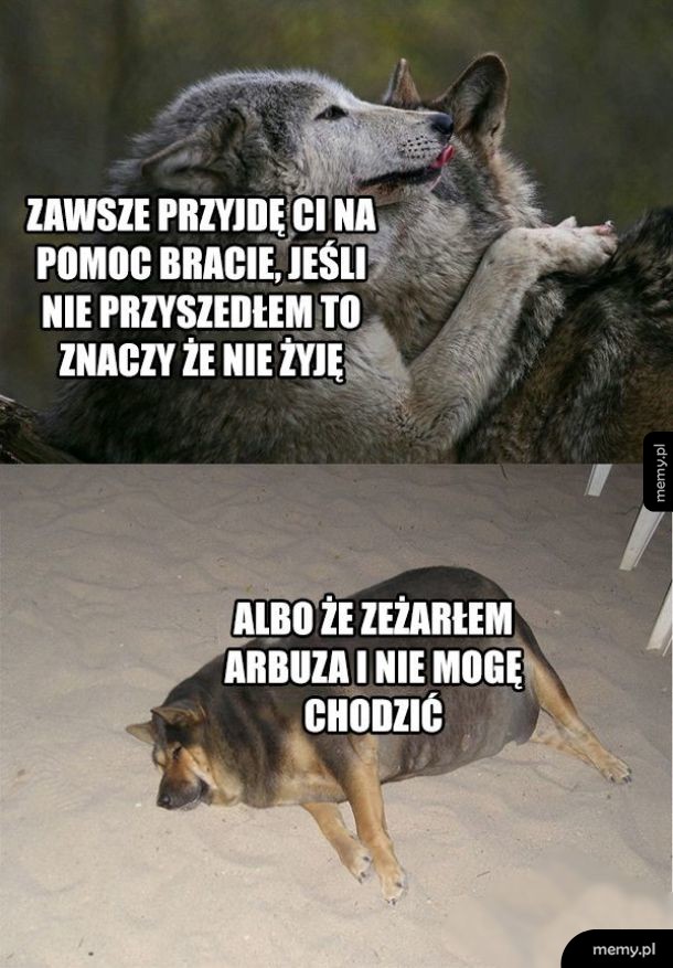 Za dużo dobrej szamki