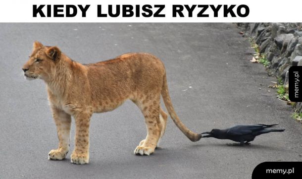 Ryzykant