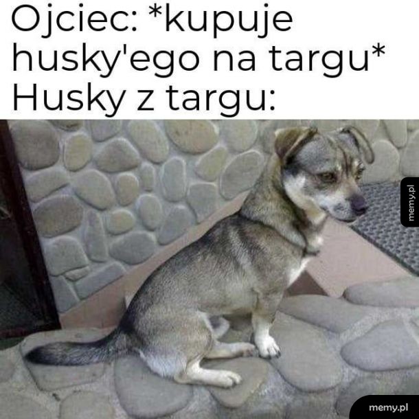 Najlepszy pieseł