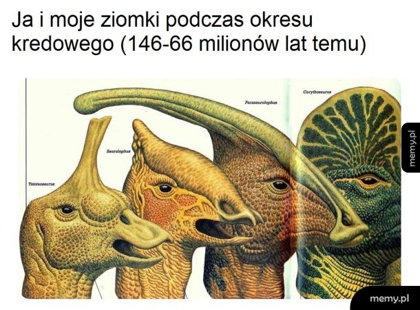 Ziomki
