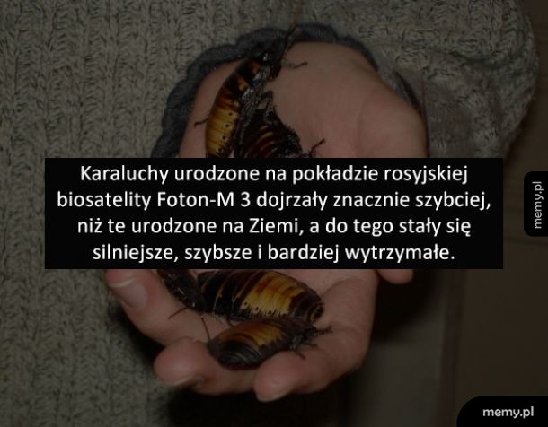 Karaluchy