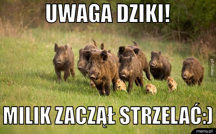 Uwaga dziki! Milik zaczął strzelać:)