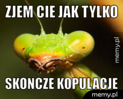 Zjem cie jak tylko skoncze kopulacje