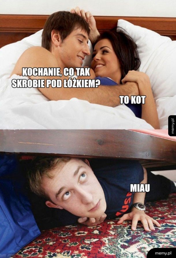 Kotek