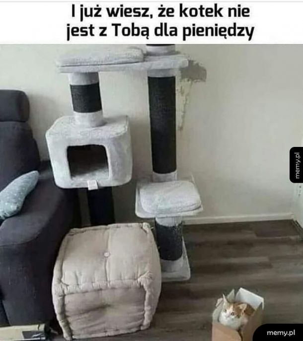 Koty takie są