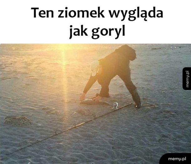 Goryl