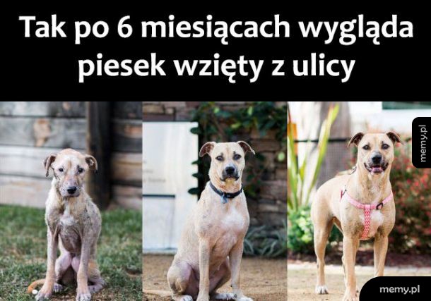 Piesek z ulicy