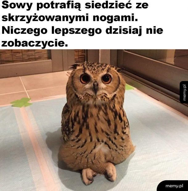 Słodziak