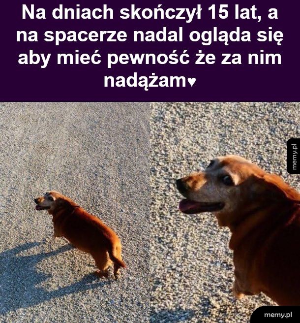 Pieseł