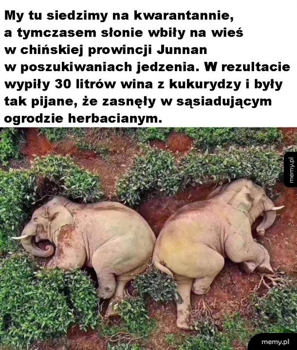 Słonie imprezują